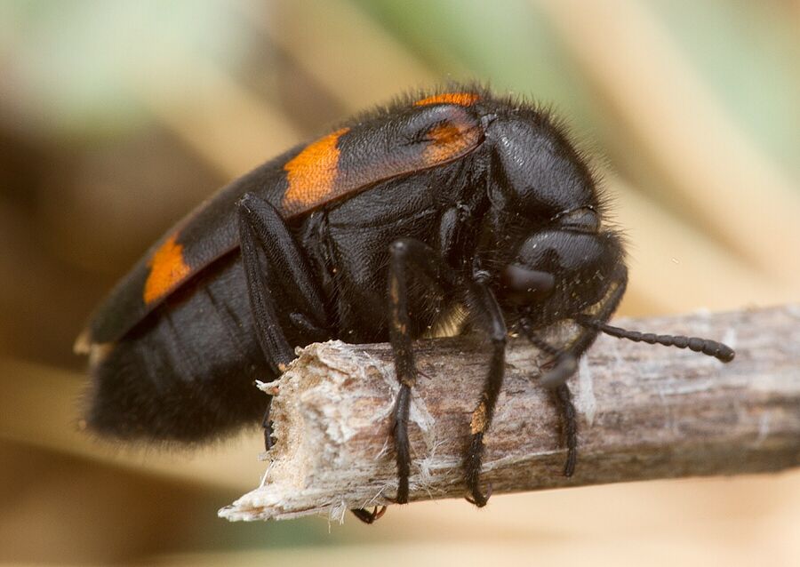 Mylabris variabilis