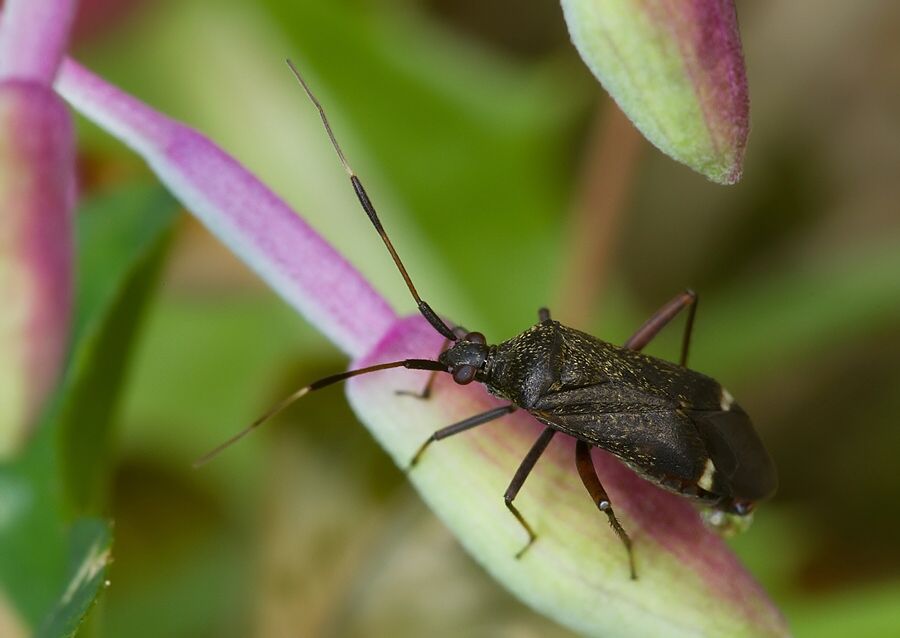 Closterotomus biclavatus