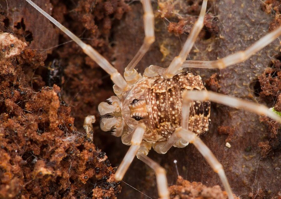 Rilaena triangularis