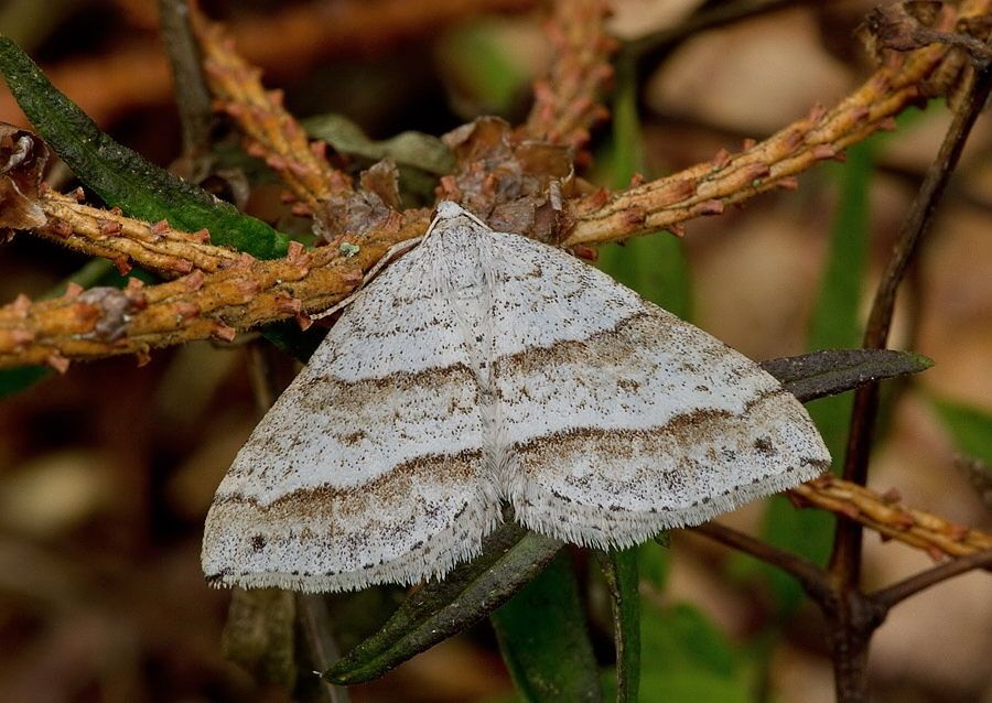 Mesotype parallelolineata