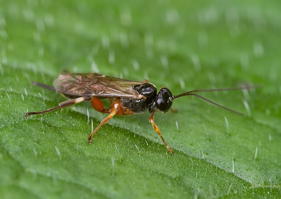 Pimpla flavicoxis cf.