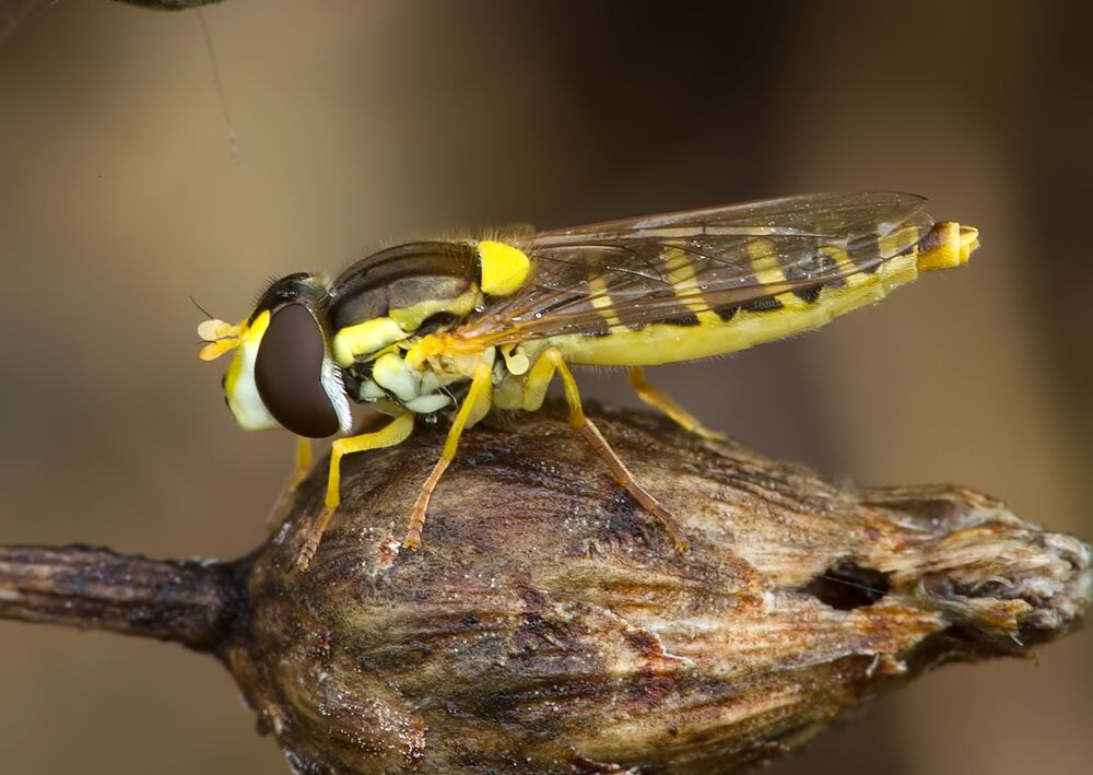 Sphaerophoria rueppelli