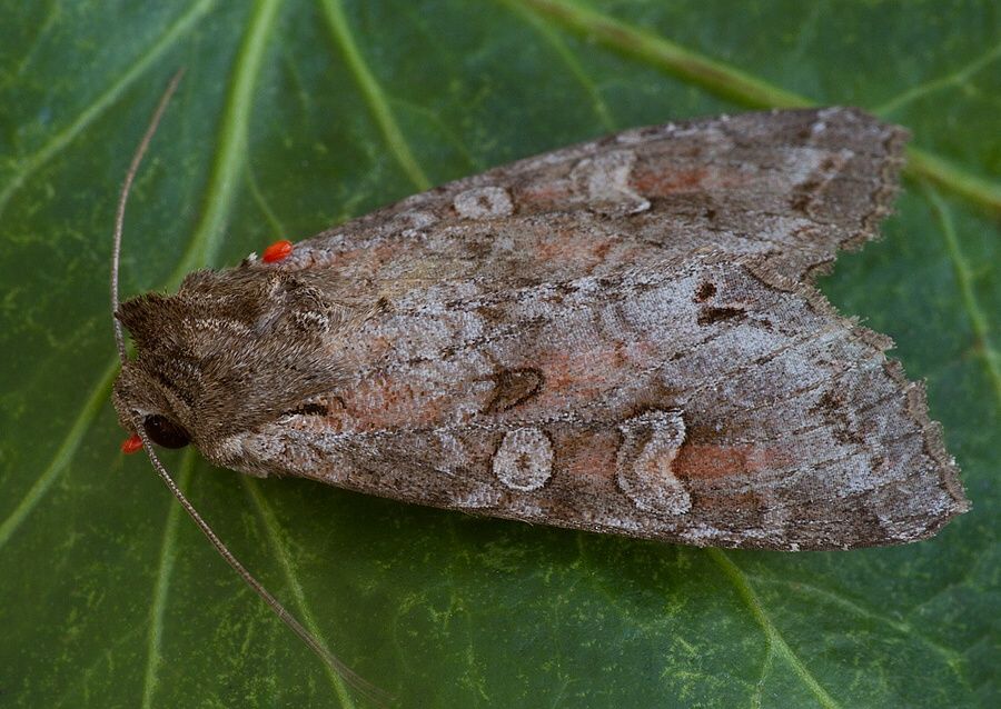 Polia bombycina