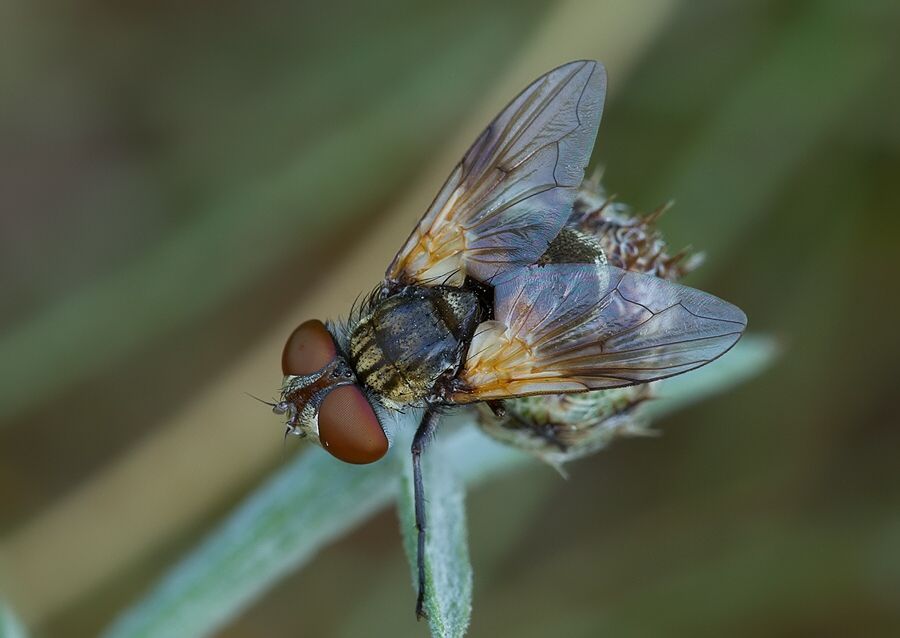 Ectophasia crassipennis