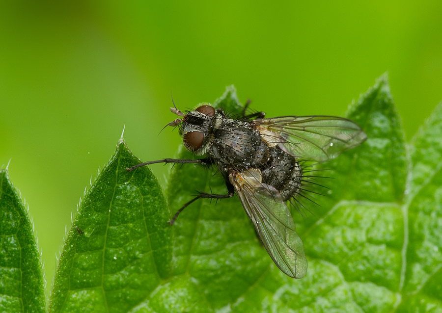 Voria ruralis