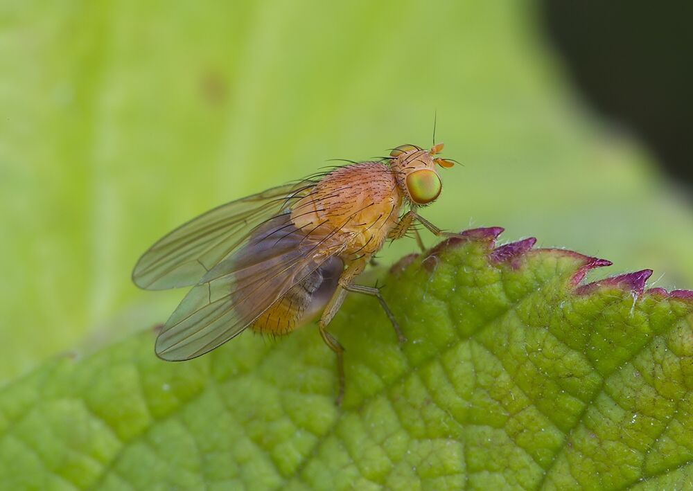 Meiosimyza rorida