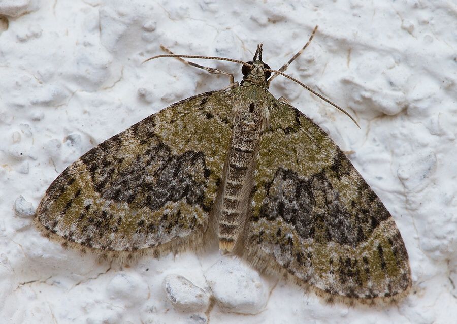 Acasis viretata