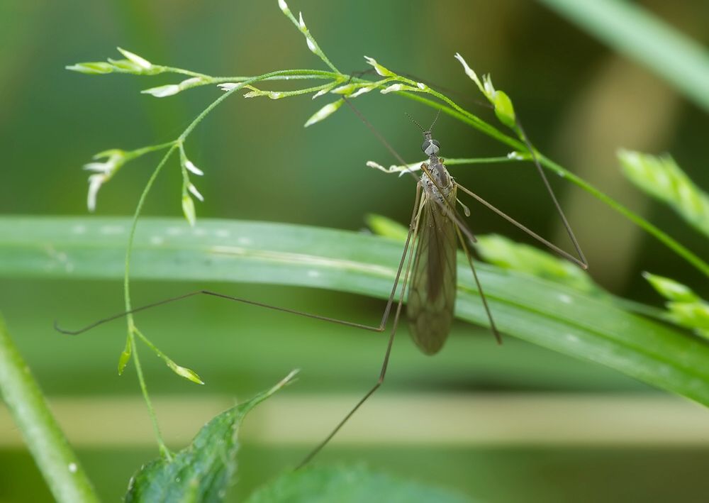 Tricyphona unicolor