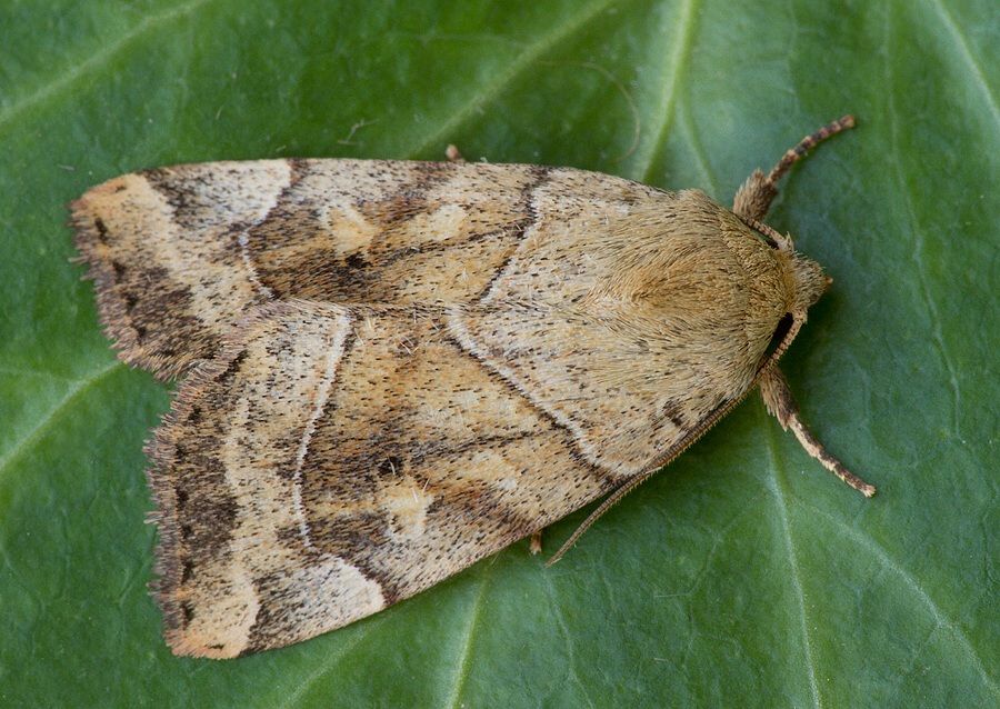 Cosmia trapezina