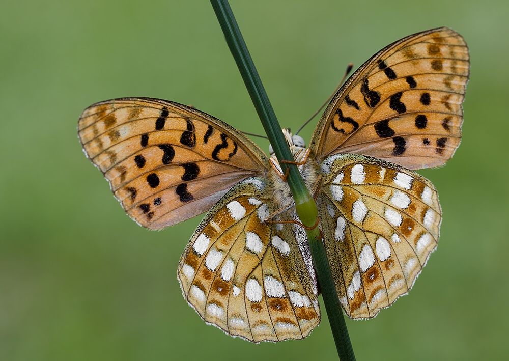 Argynnis adippe
