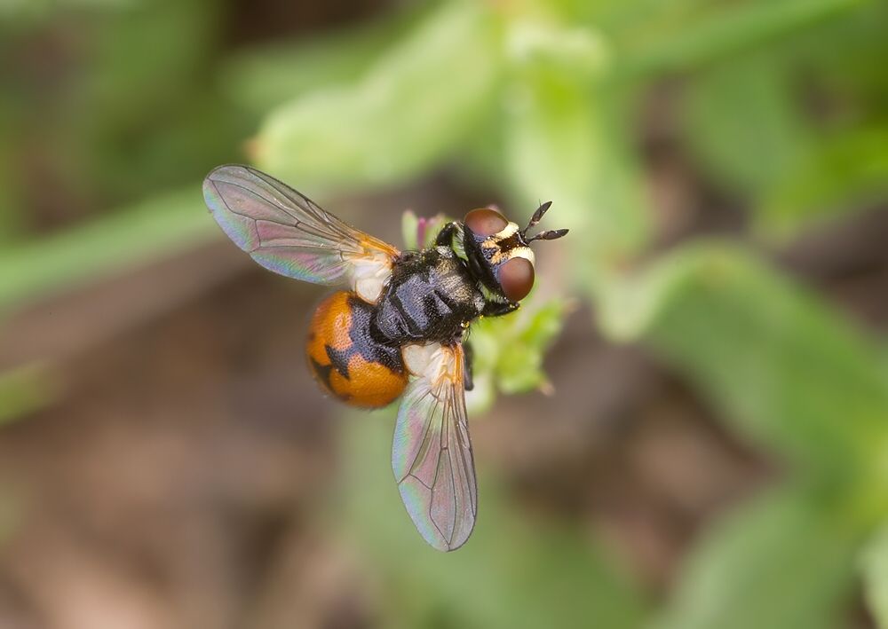Gymnosoma nitens