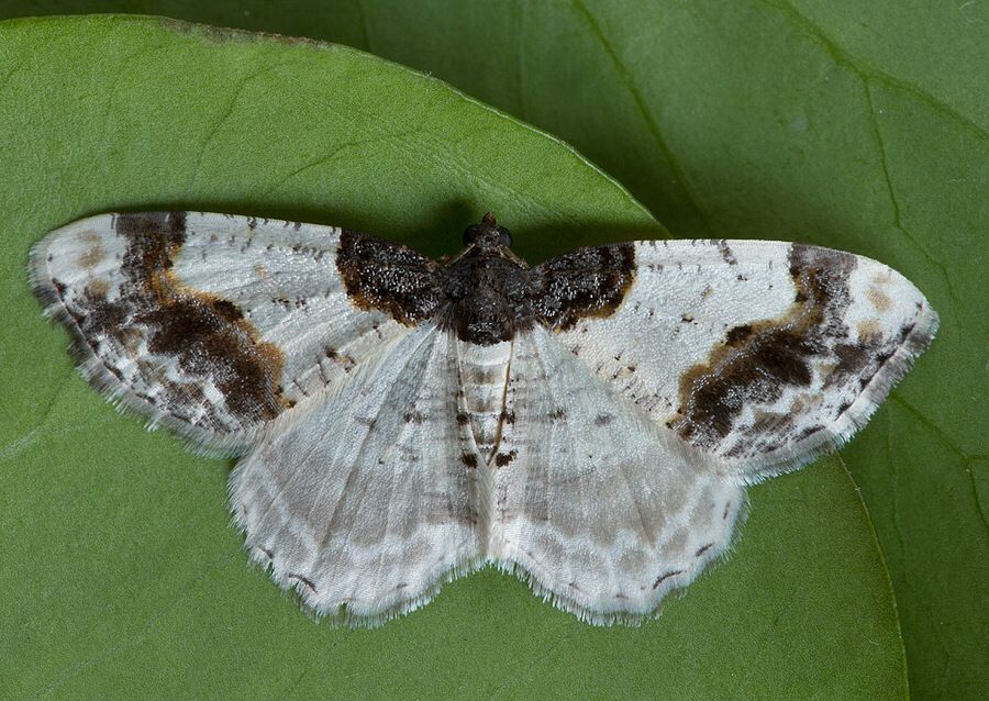 Ligdia adustata