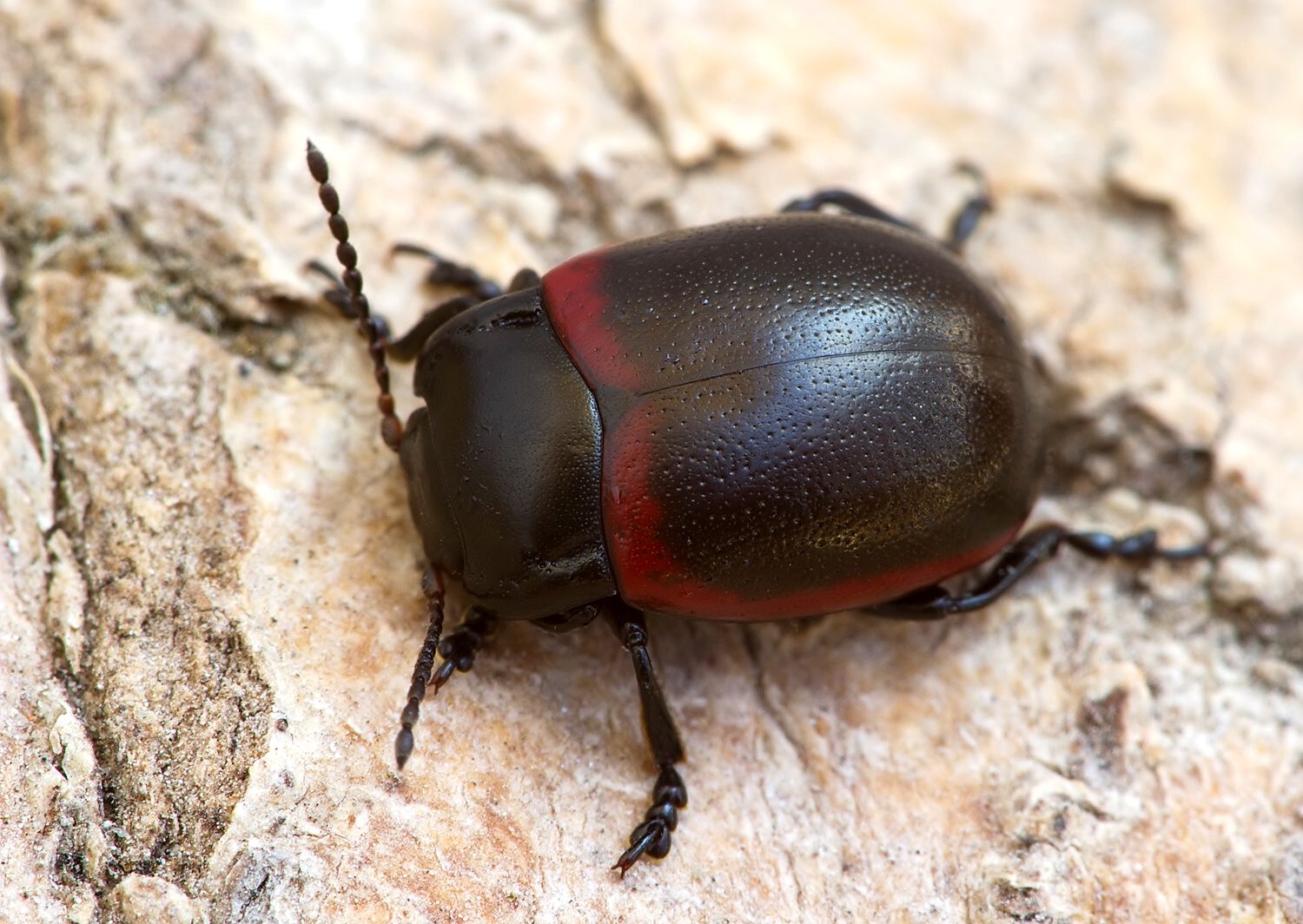 Chrysolina limbata