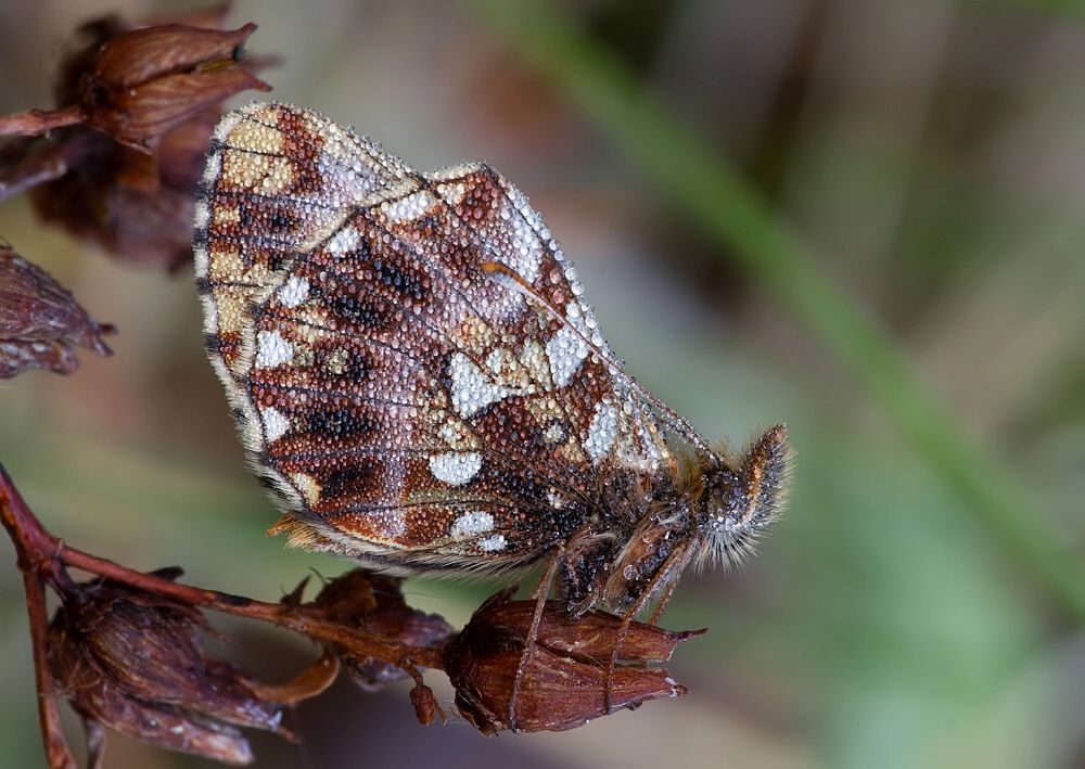 Boloria dia