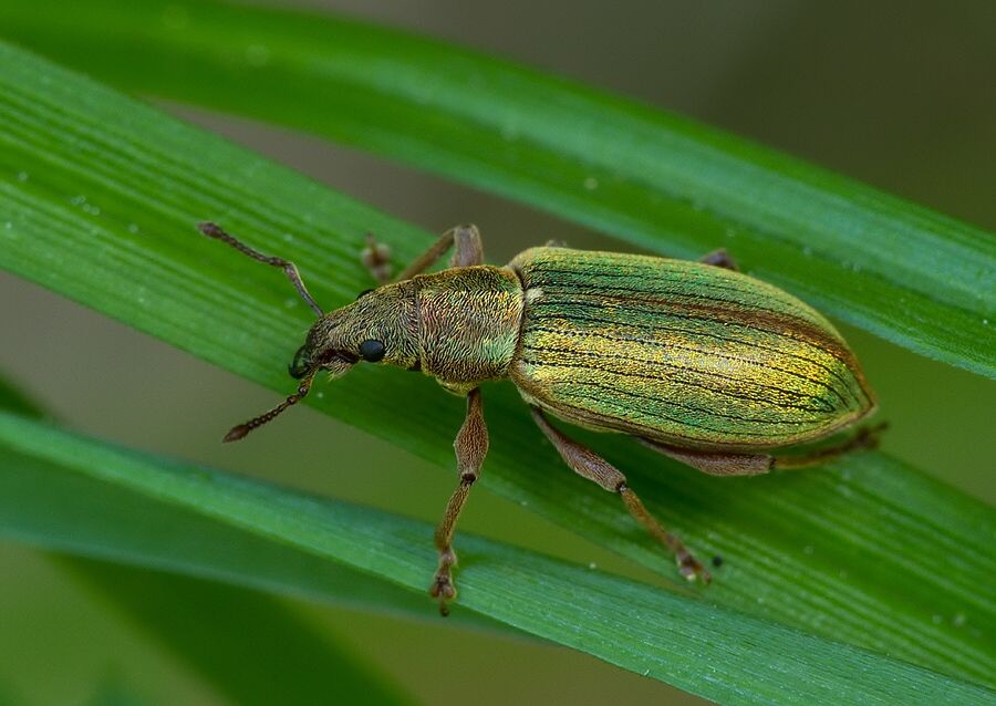 Polydrusus impar