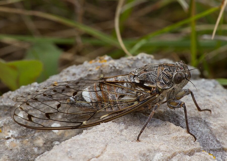 Cicada orni