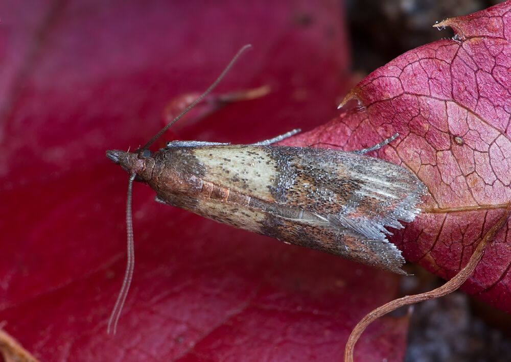 Plodia interpunctella