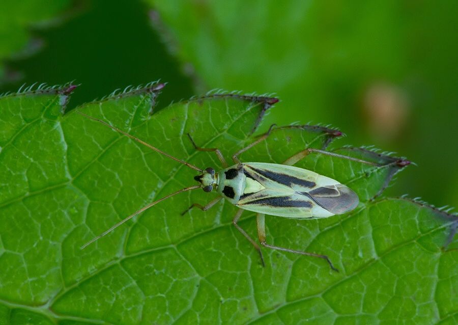 Stenotus binotatus
