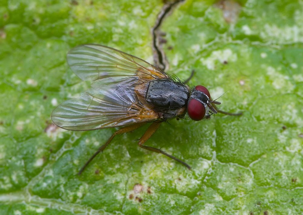 Phaonia tuguriorum