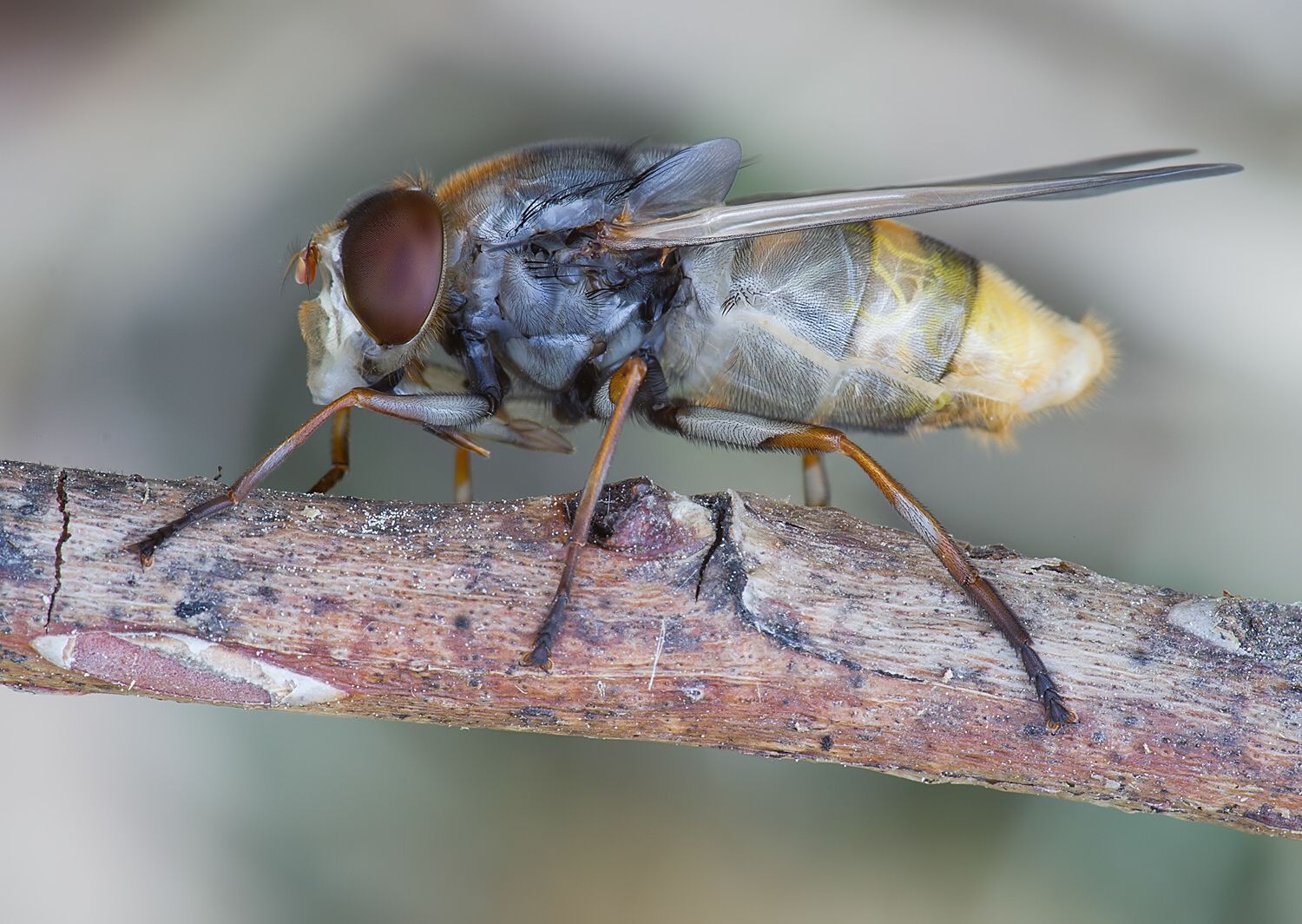 Volucella zonaria
