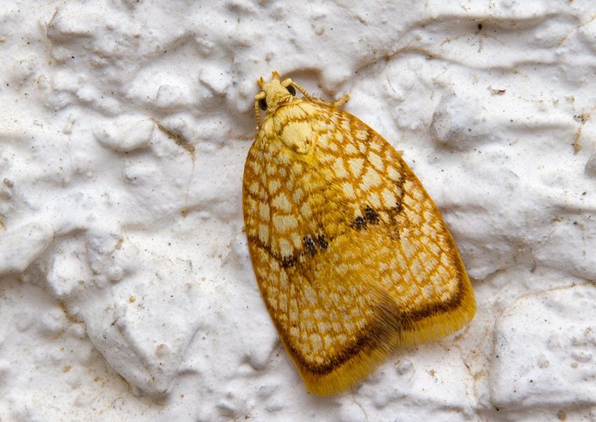 Acleris forsskaleana
