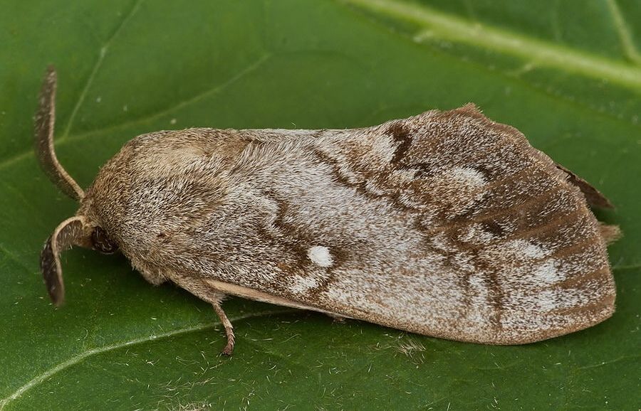 Dendrolimus pini