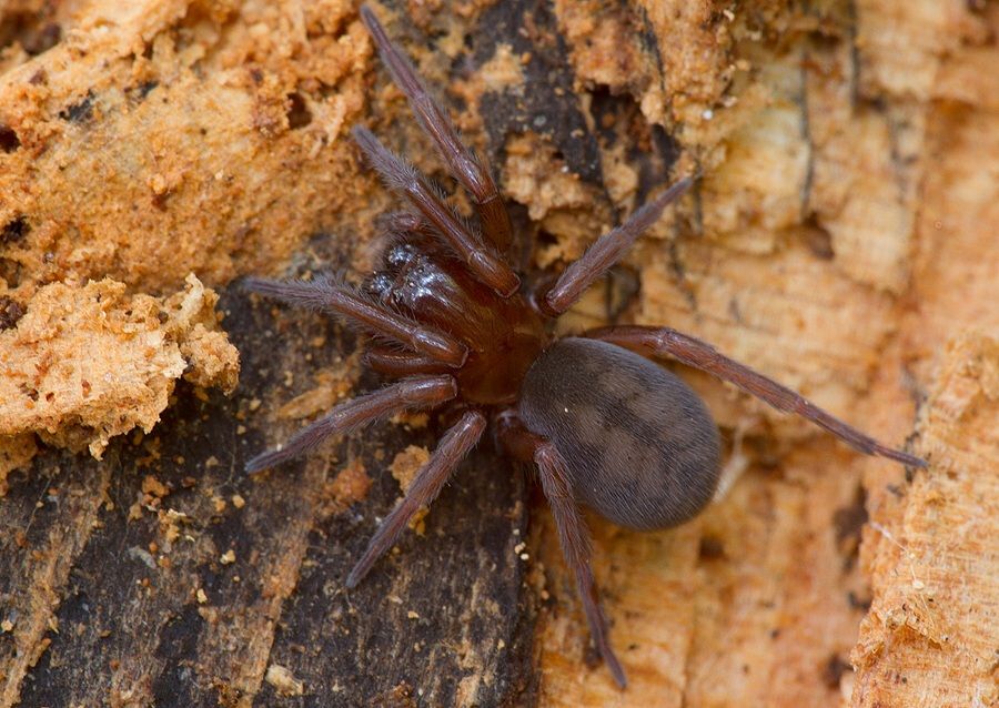 Callobius cf. claustrarius