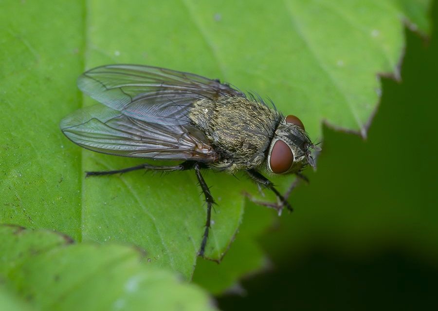 Pollenia rudis