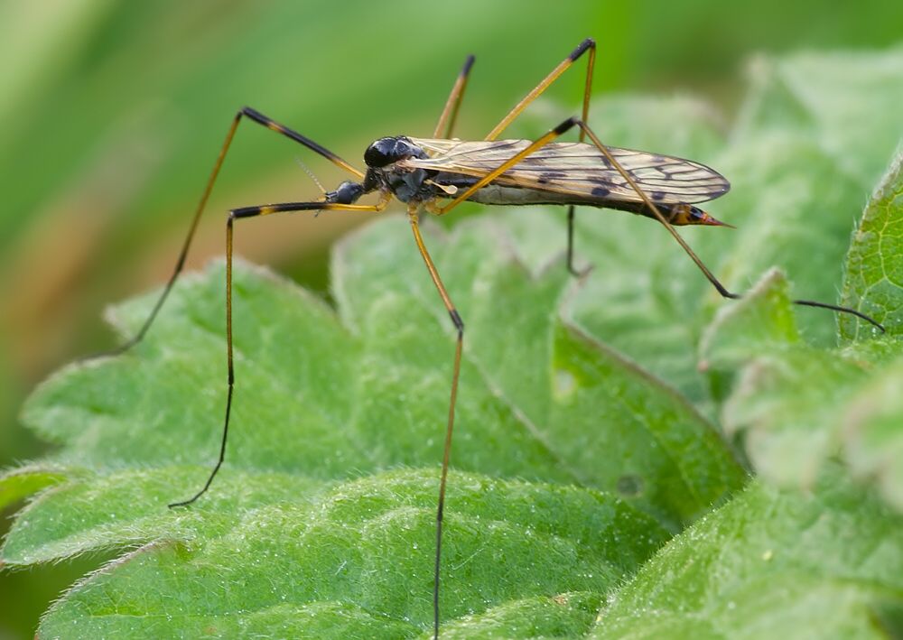 Metalimnobia quadrimaculata