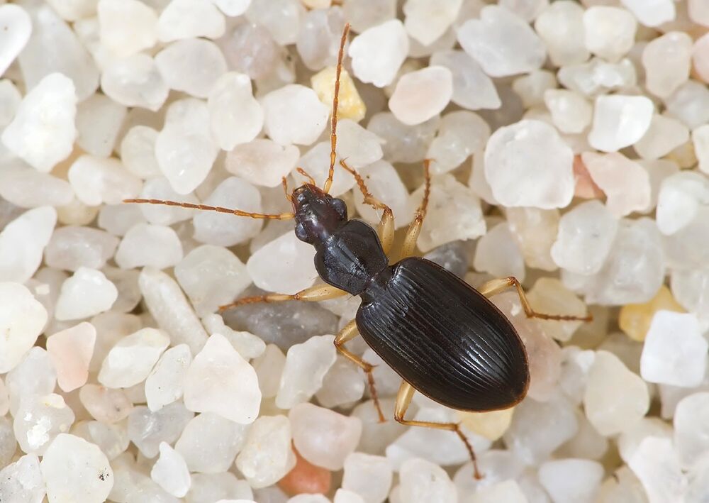 Paranchus albipes