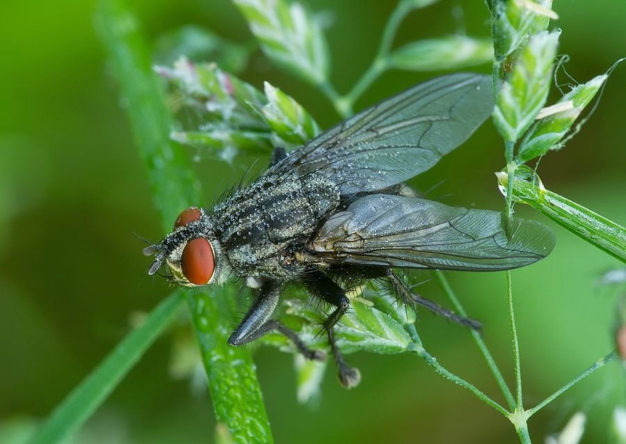 Sarcophaga carnaria