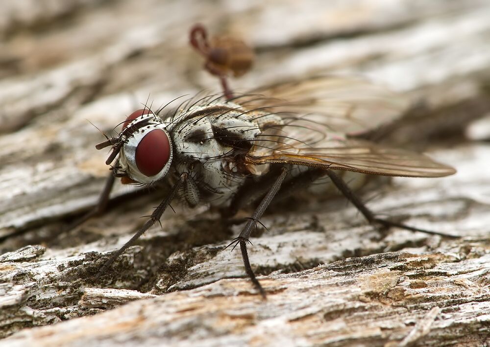 Eustalomyia festiva