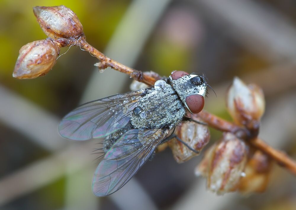 Phorocera grandis