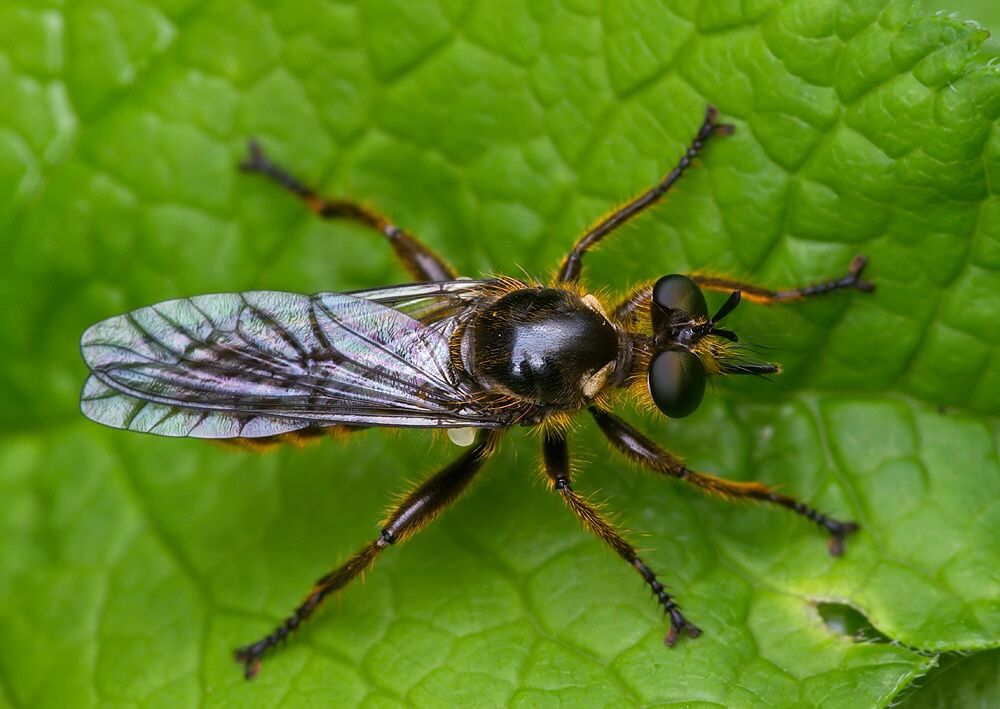 Choerades fimbriata