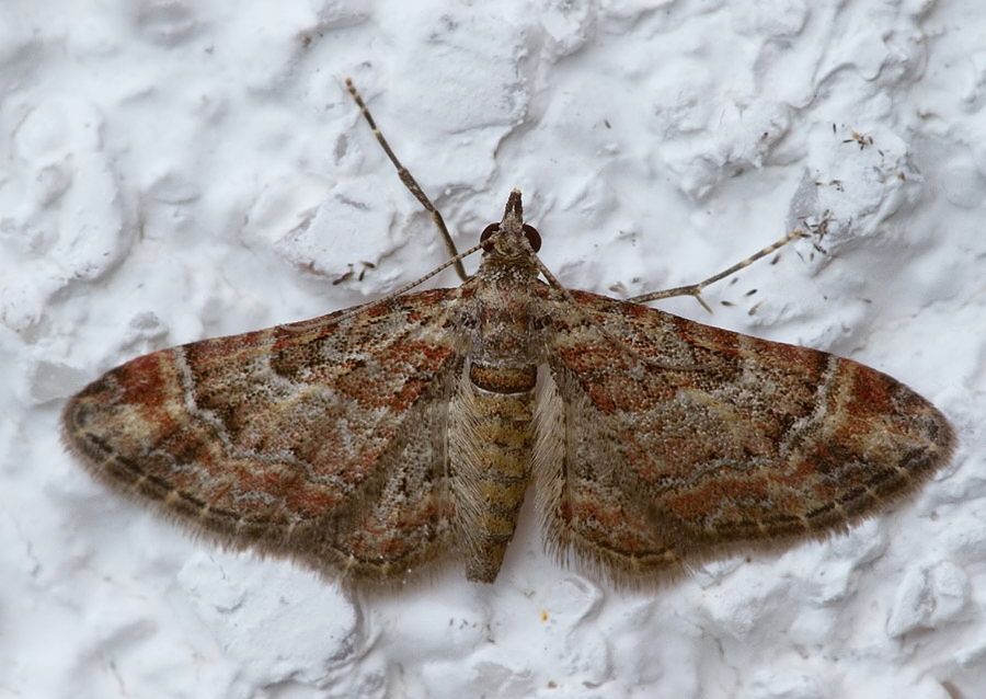 Gymnoscelis rufifasciata