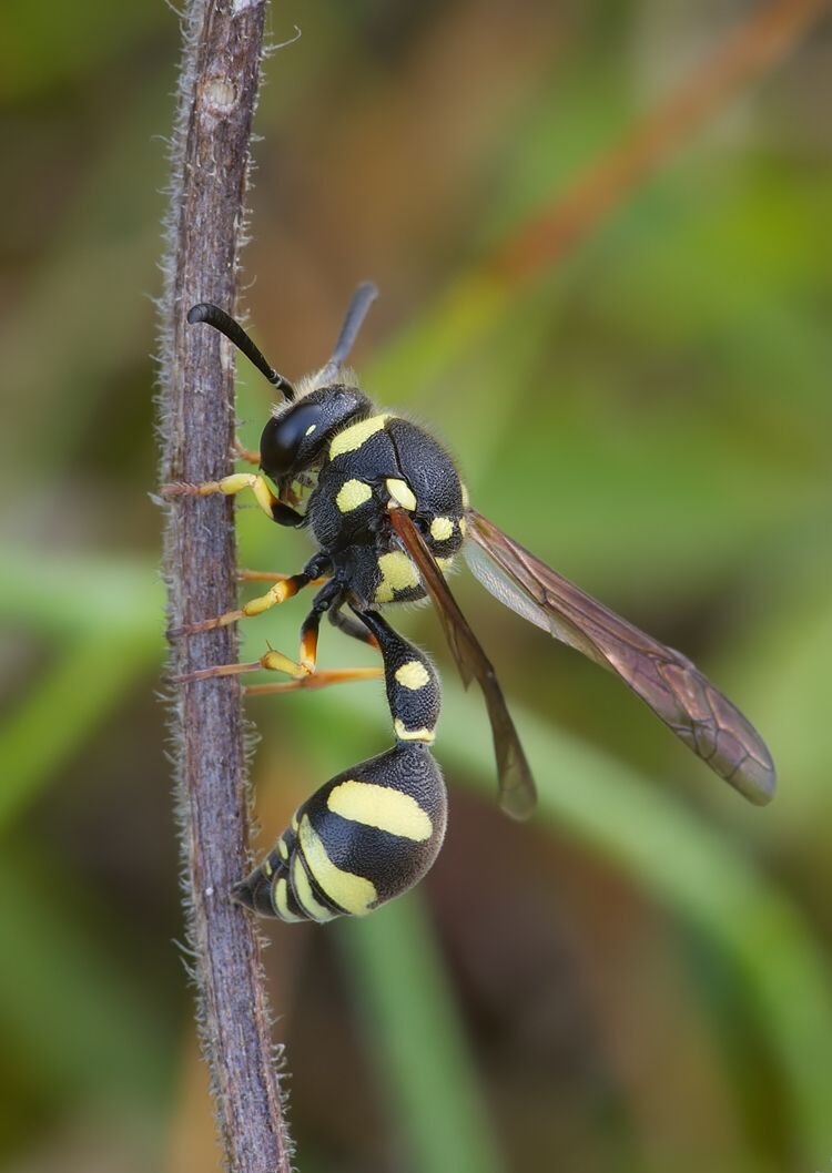 Eumenes coarctatus