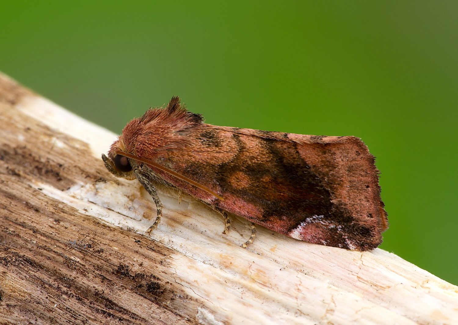 Cosmia pyralina