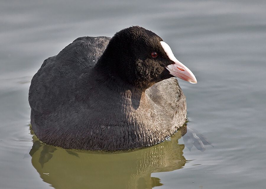Fulica atra (lyska čierna)