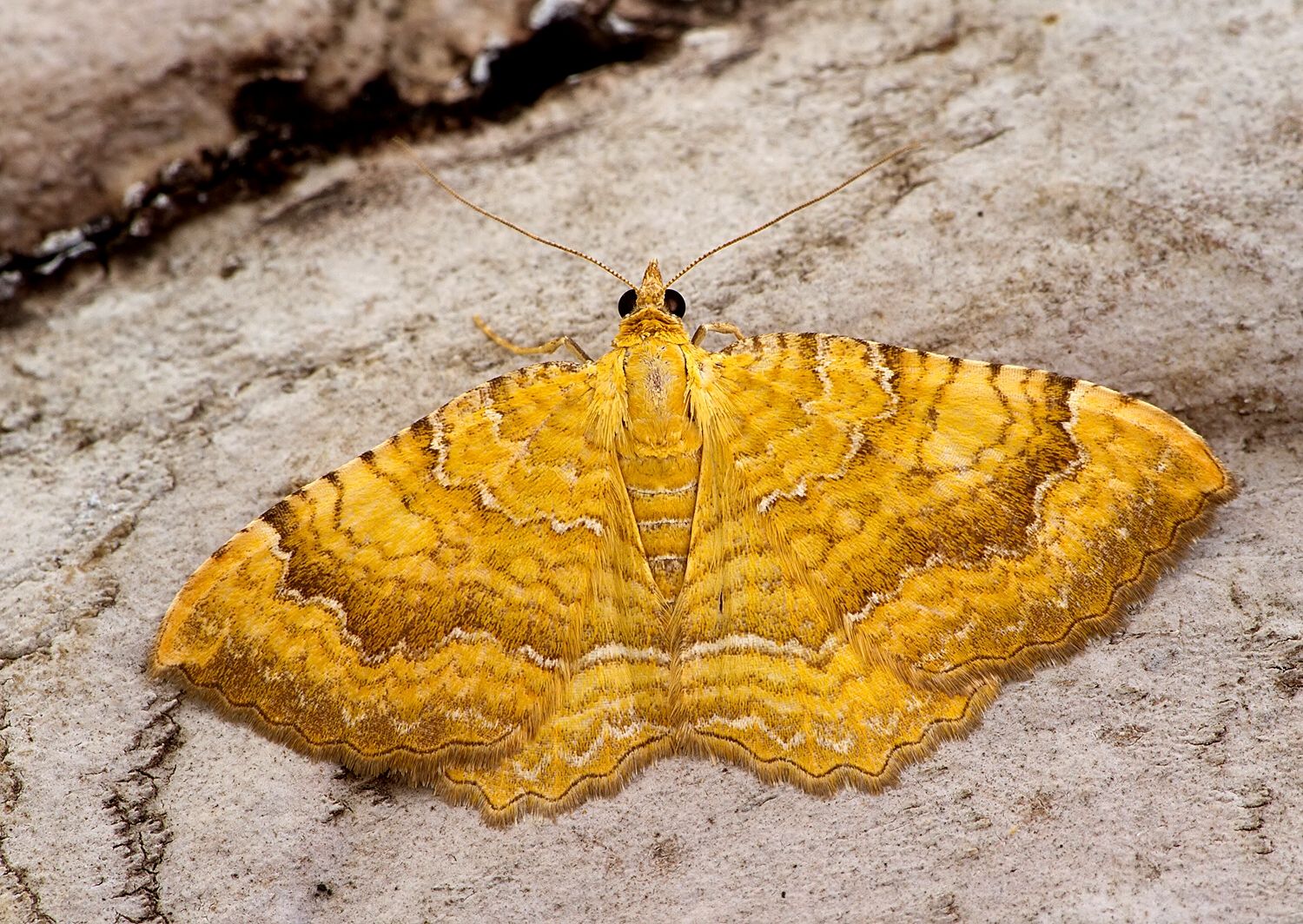 Camptogramma bilineata