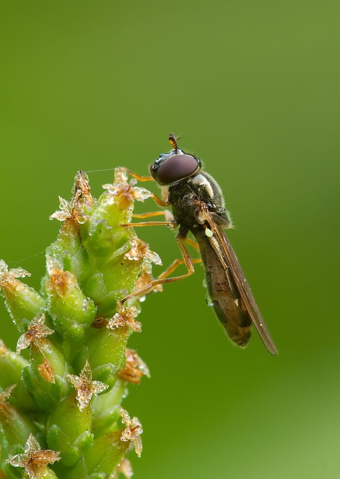 Platycheirus scambus