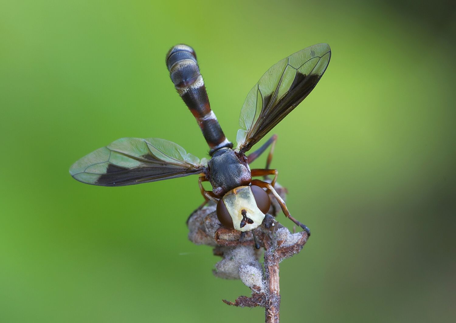 Physocephala chrysorrhoea