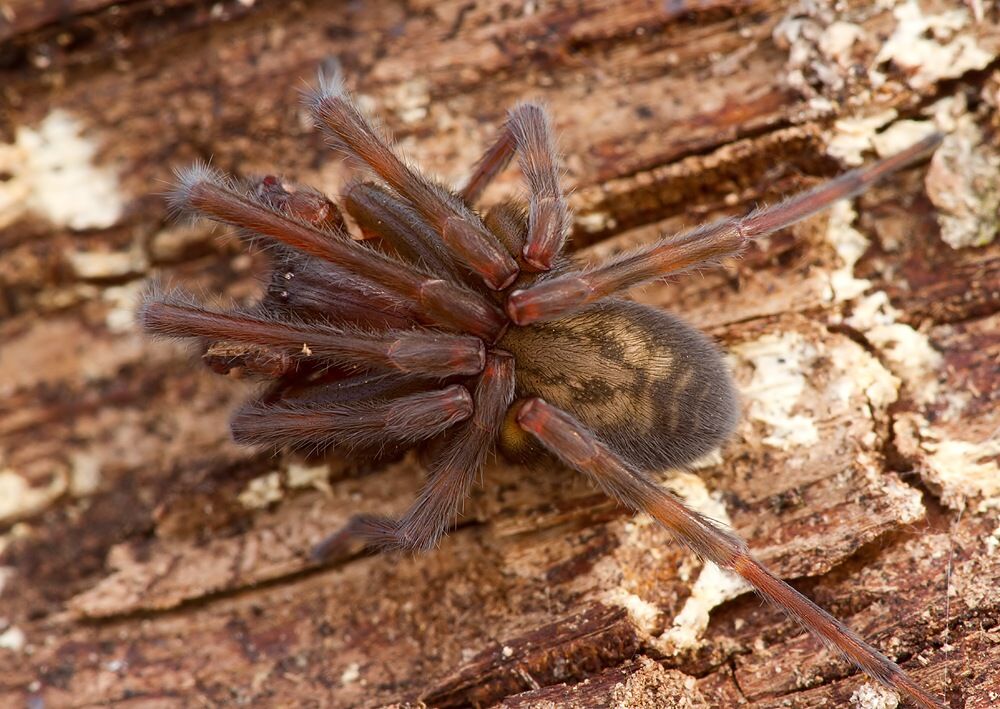 Amaurobius cf. ferox