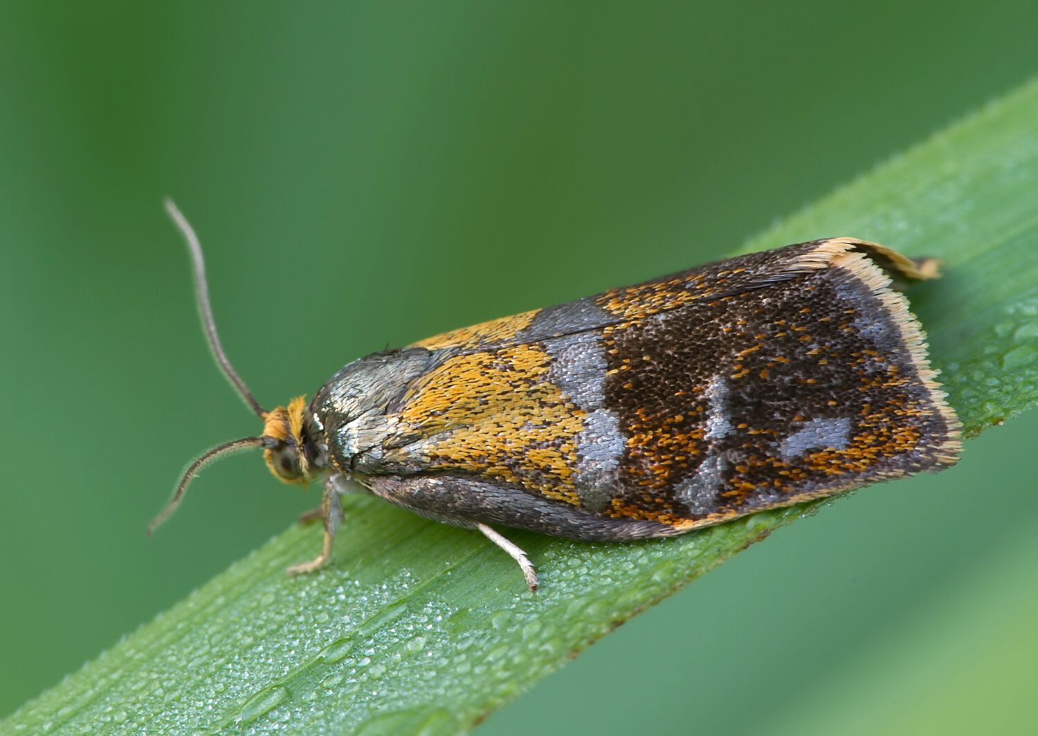 Ptycholoma lecheana