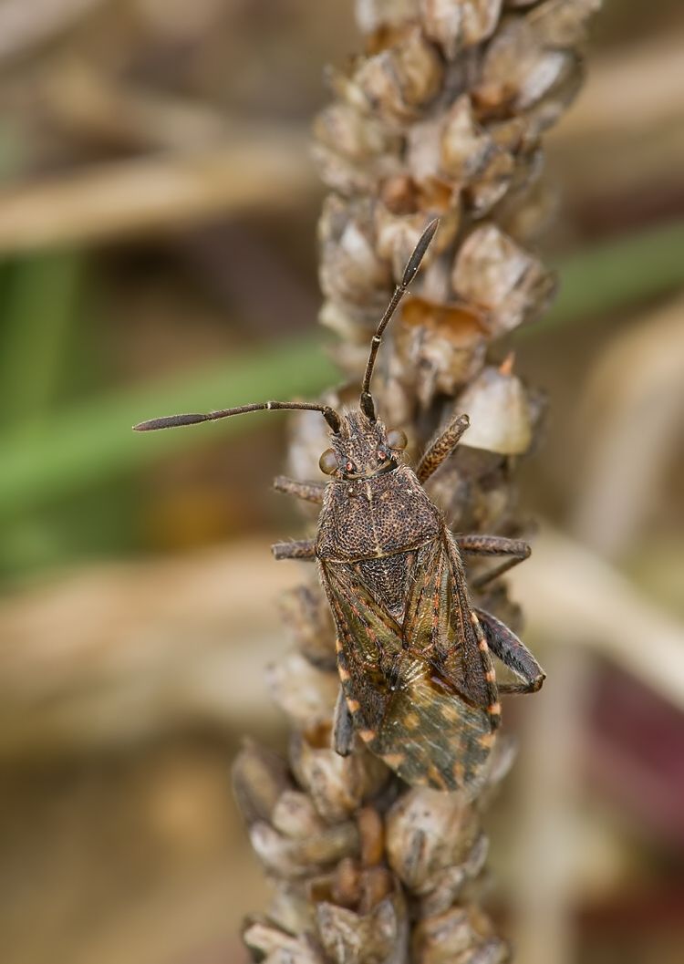 Stictopleurus punctatonervosus
