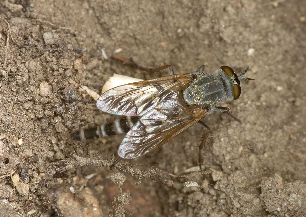 Thereva praecox