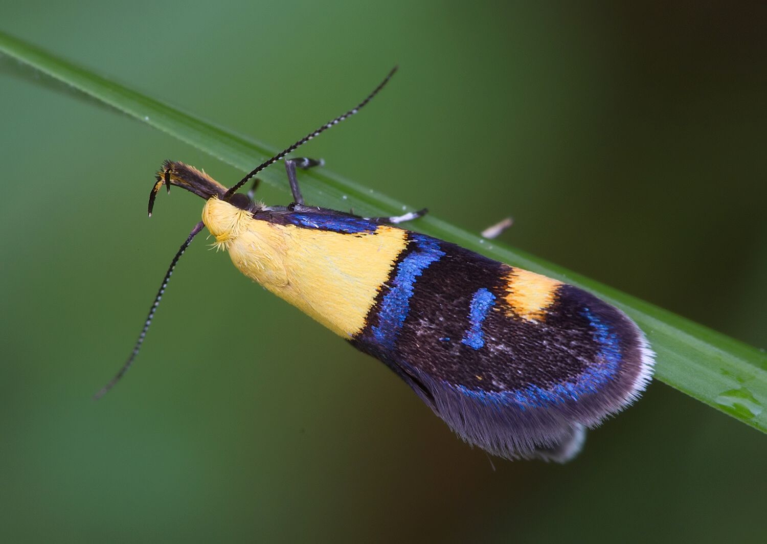 Oecophora bractella