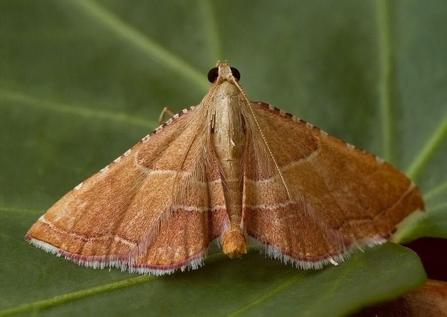 Endotricha flammealis