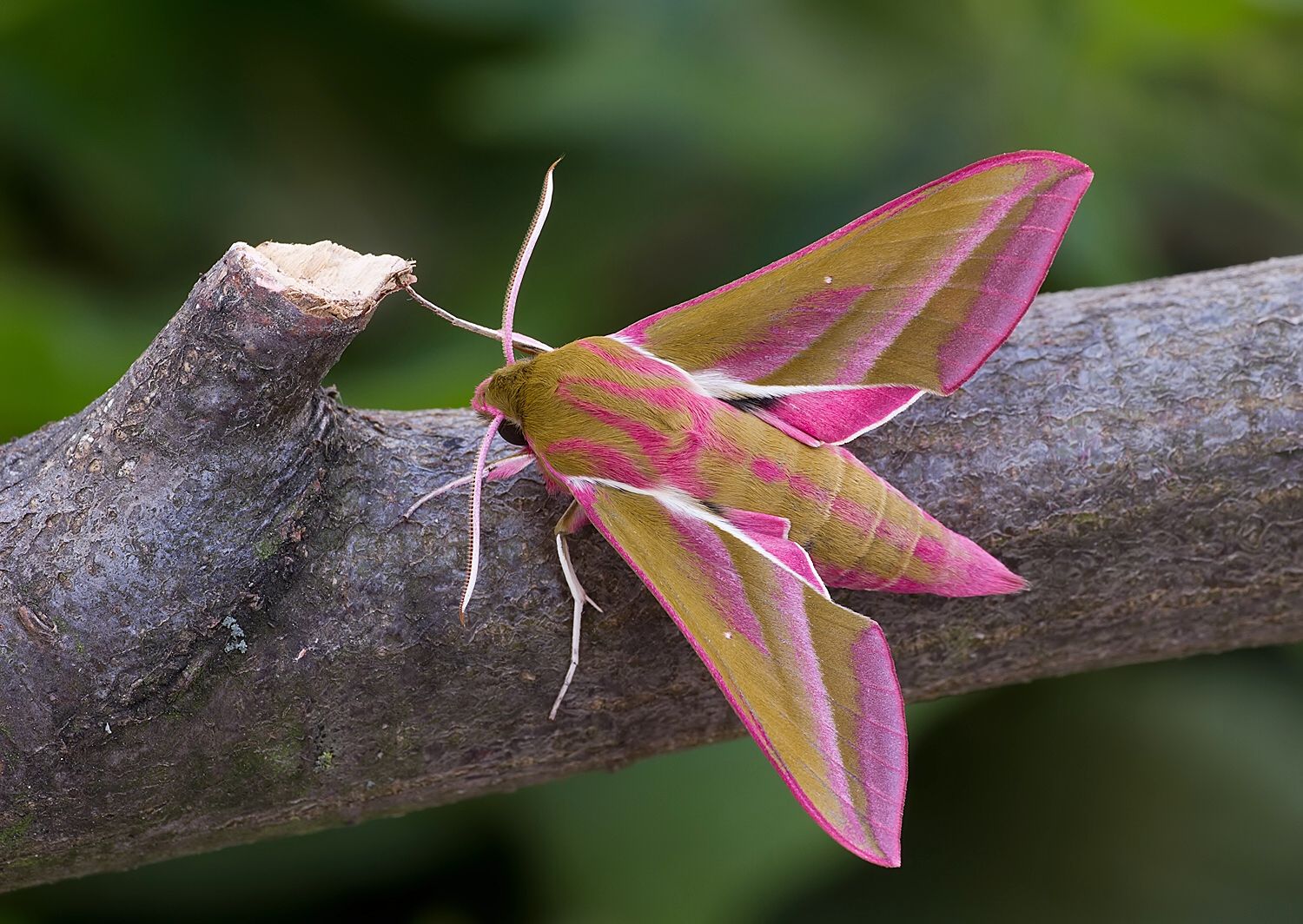 Deilephila elpenor