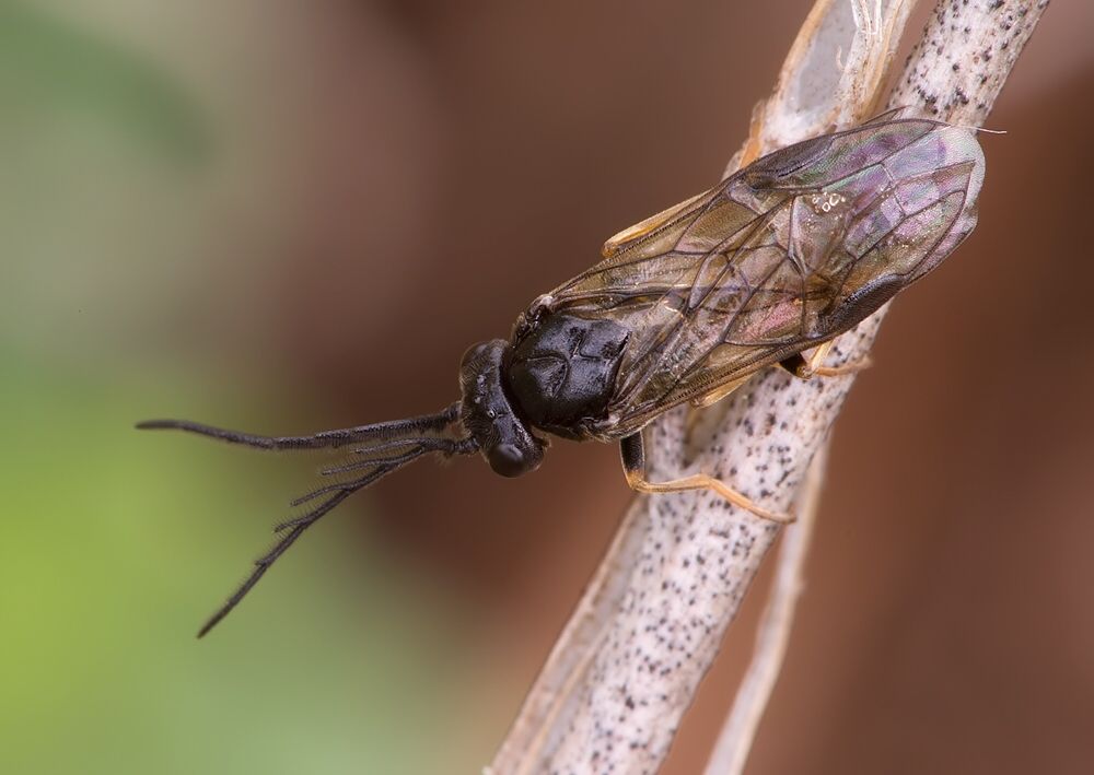 Cladius pectinicornis