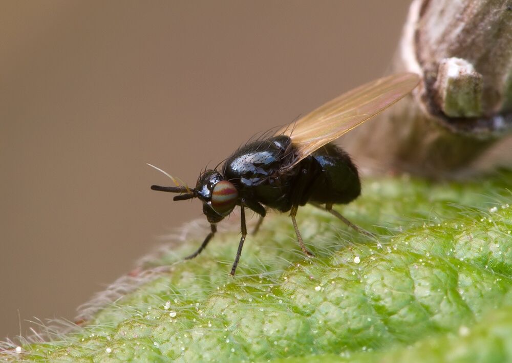Lauxania cylindricornis